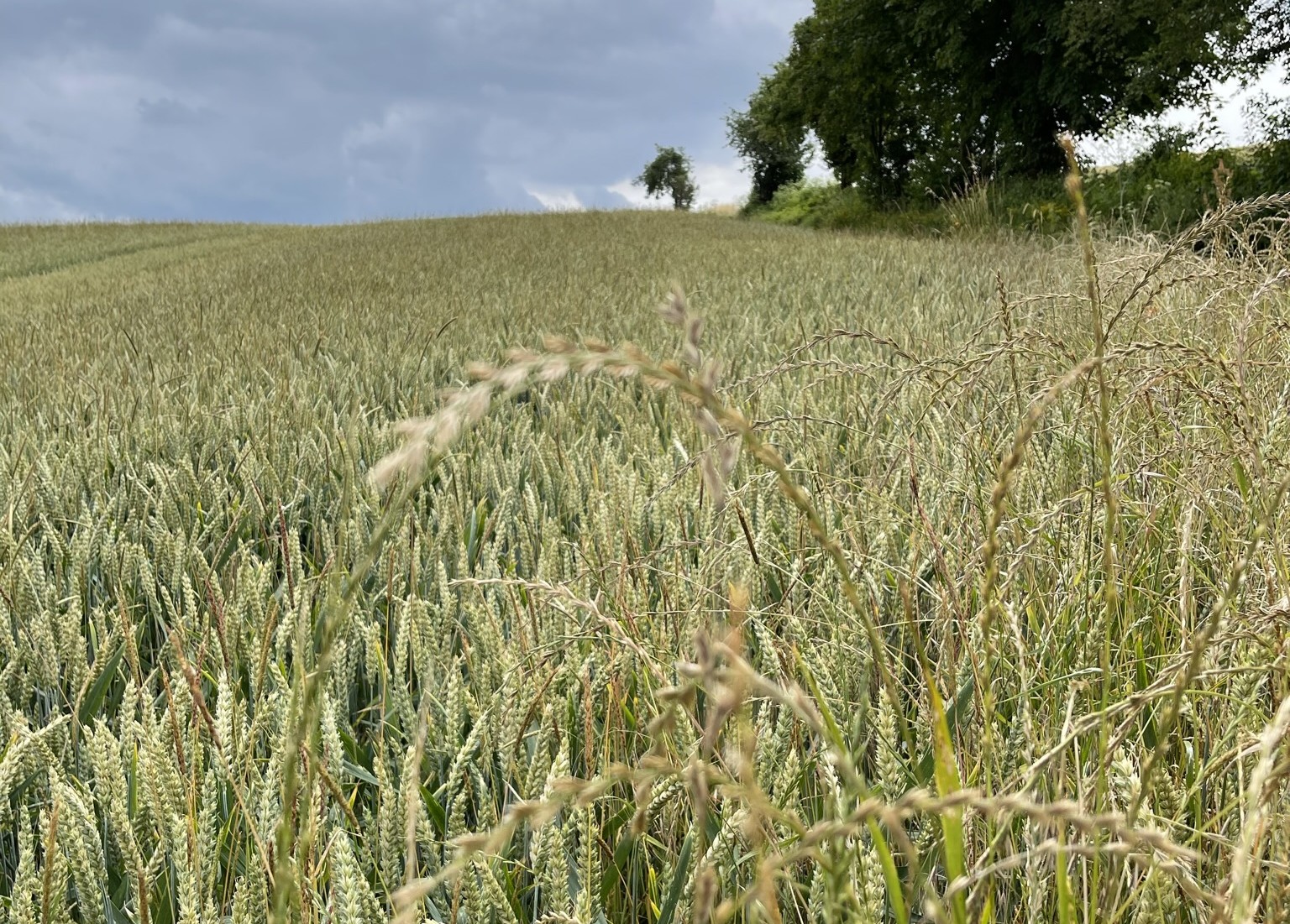 Neue Gefahr für den Ackerbau: Weidelgras breitet sich aus